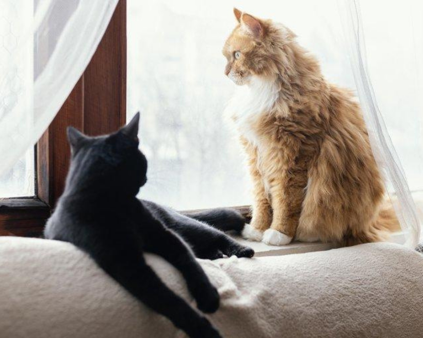 Evcil Dostlarınla Uyumlu Perdeler Seçmenin En Kolay Yolu